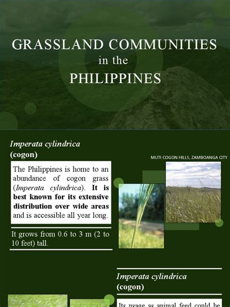 largest pasture in the ph the manila times|Philippine Grasslands: Liveweight Gains in Cattle and .